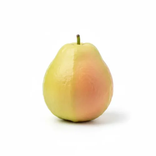 Guava - Tropik Bahçem